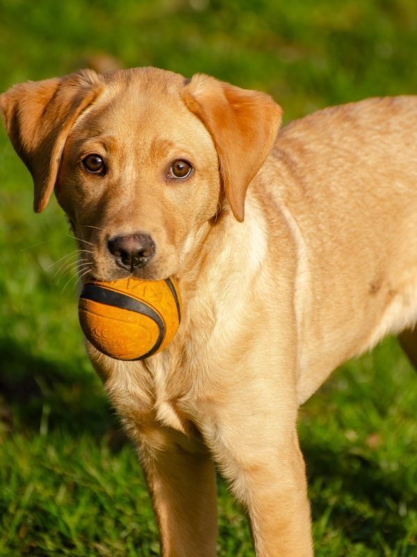 pexels-leon-aschemann-734730704-20449895